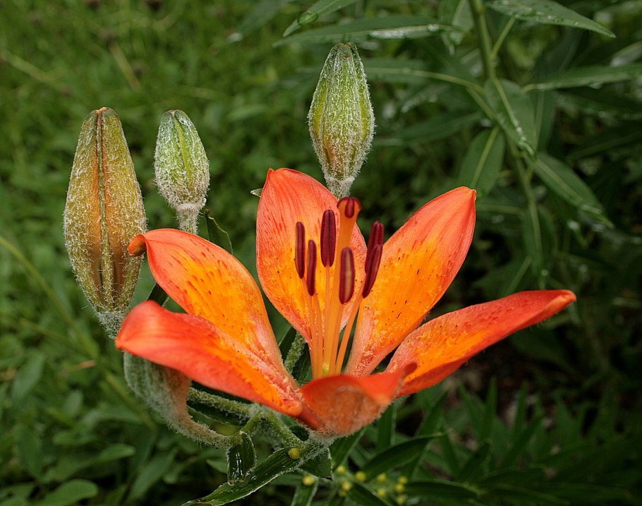 Лилия луковиценосная (l. bulbiferum)
