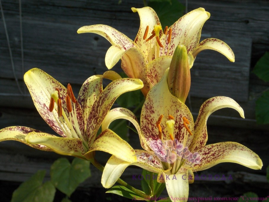 Лилия санкрест ла-гибриды