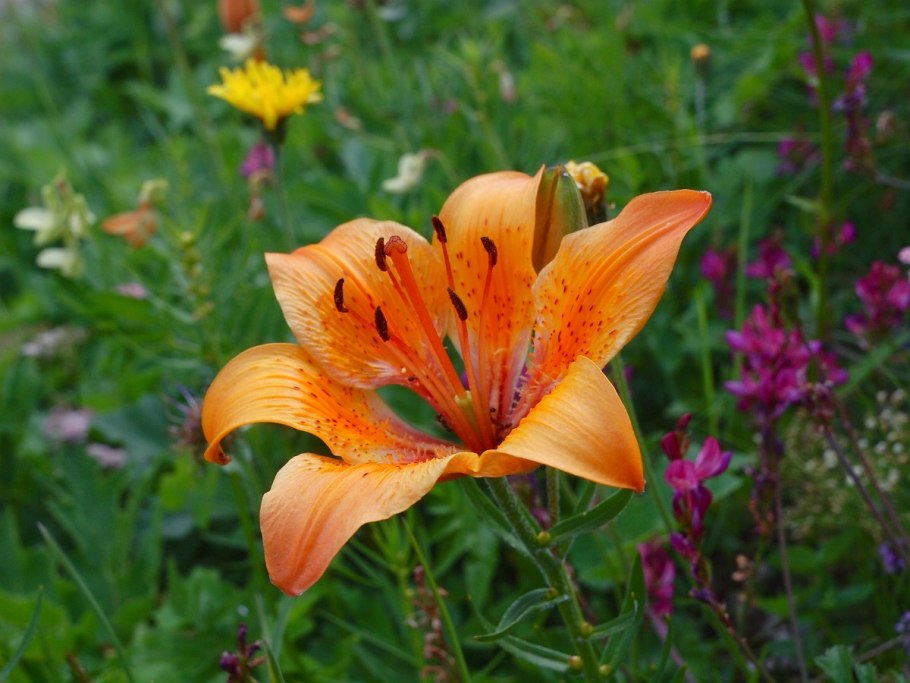 Лилия Центурион