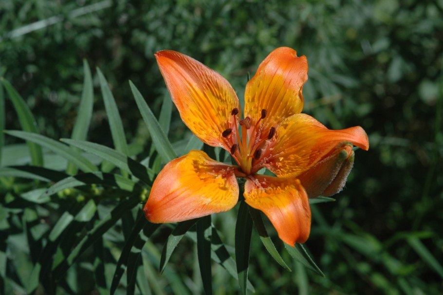 Лилия bulbiferum