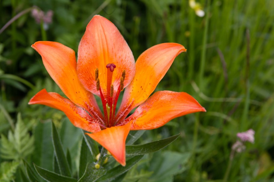 Lilium bulbiferum