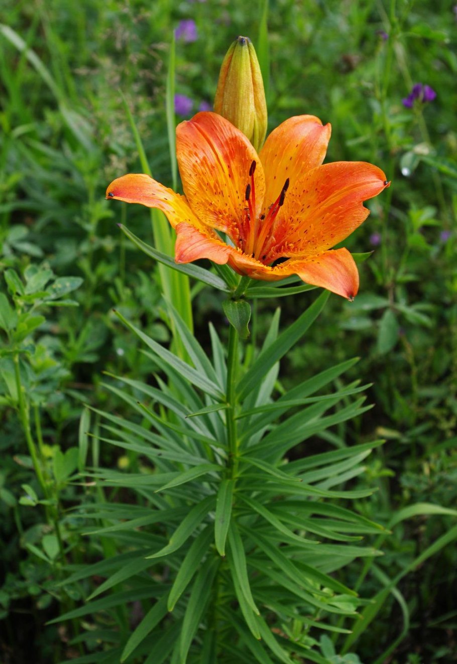 FANTASIATIC Orange Лилия