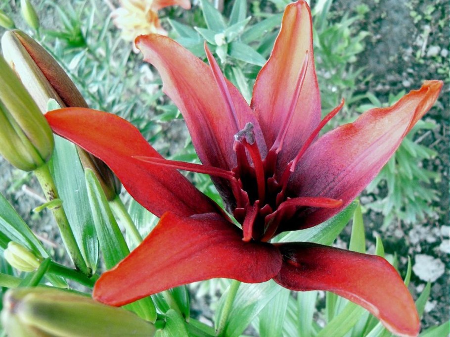 Лилия с плоским стеблем