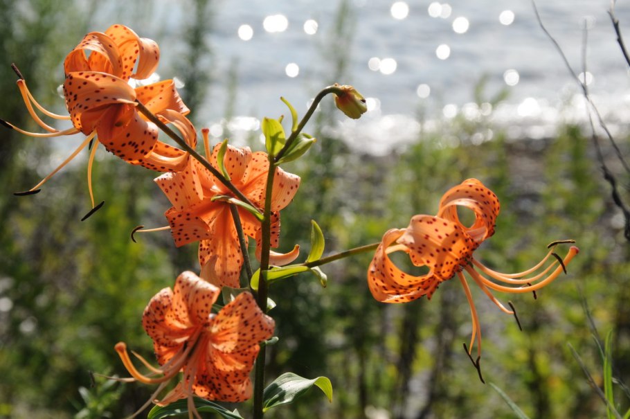 Лилия Амабиле