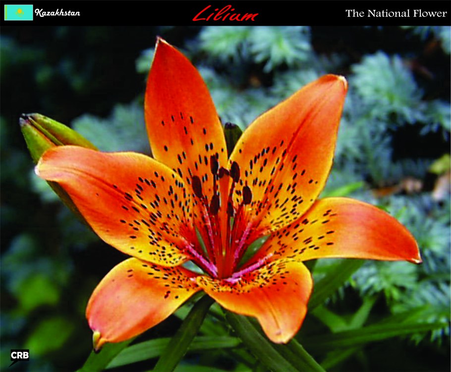 Лилия пенсильванская даурская lilium pensylvanicum