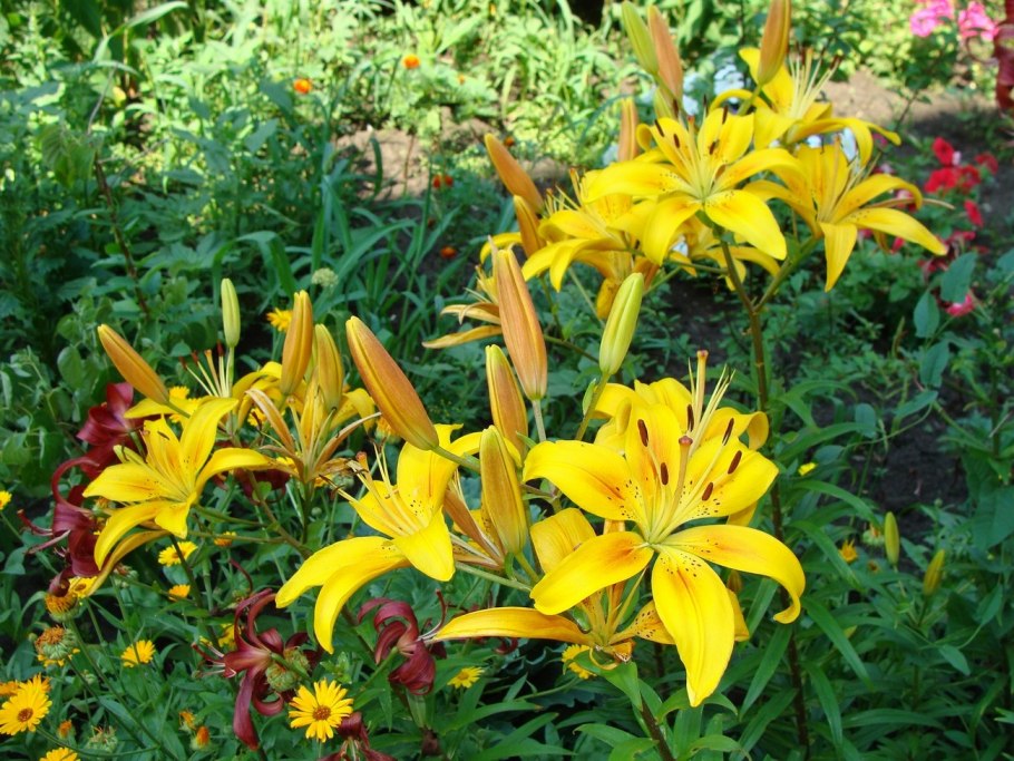 Лилия луковиценосная фото