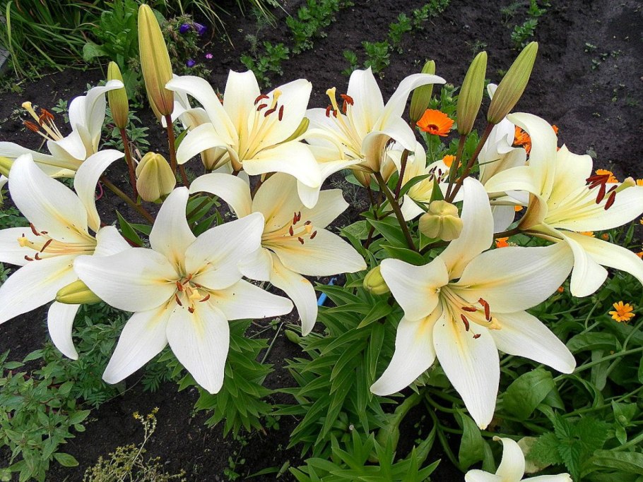 Лилия эрколано (ла-гибриды)