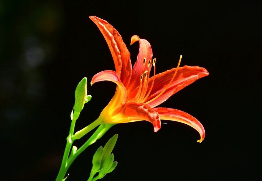 Оранж фаер Лилия