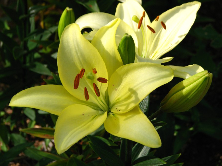 Лилия Конкордия