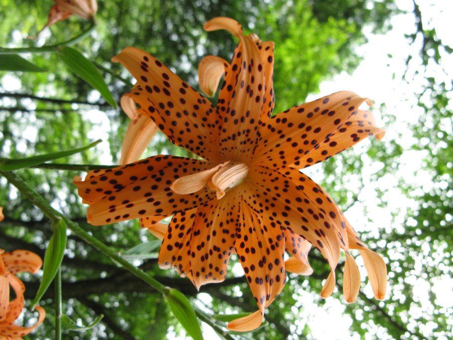 Lilium bulbiferum