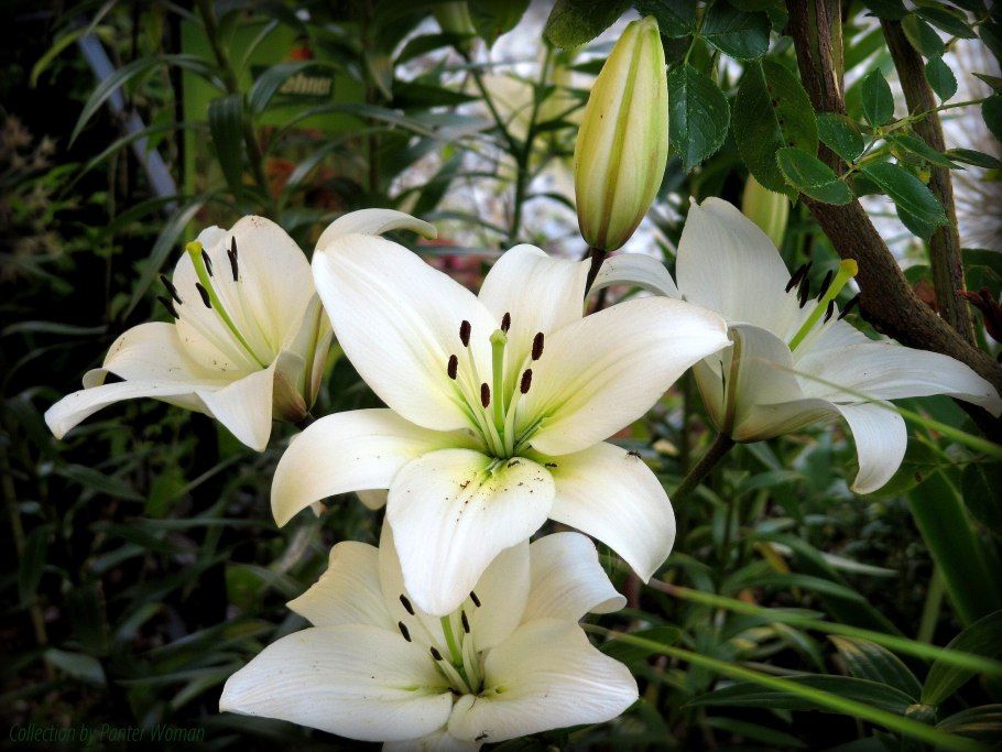 Лилия луковиценосная пиксель