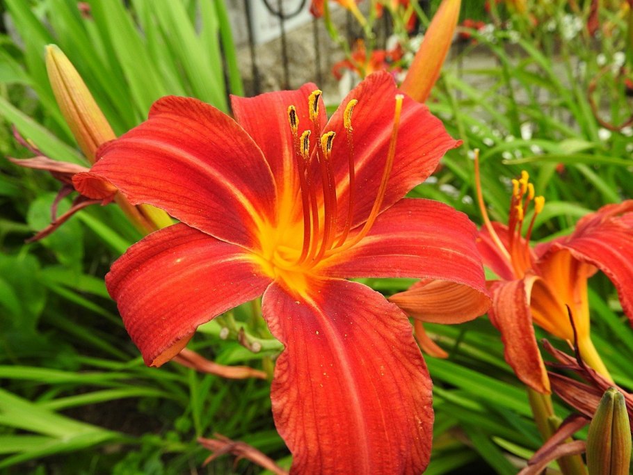 Лилия систематика