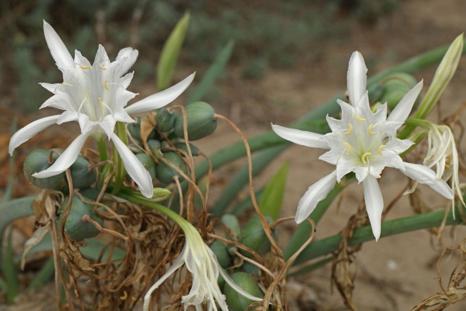 Лилия Перри цветок