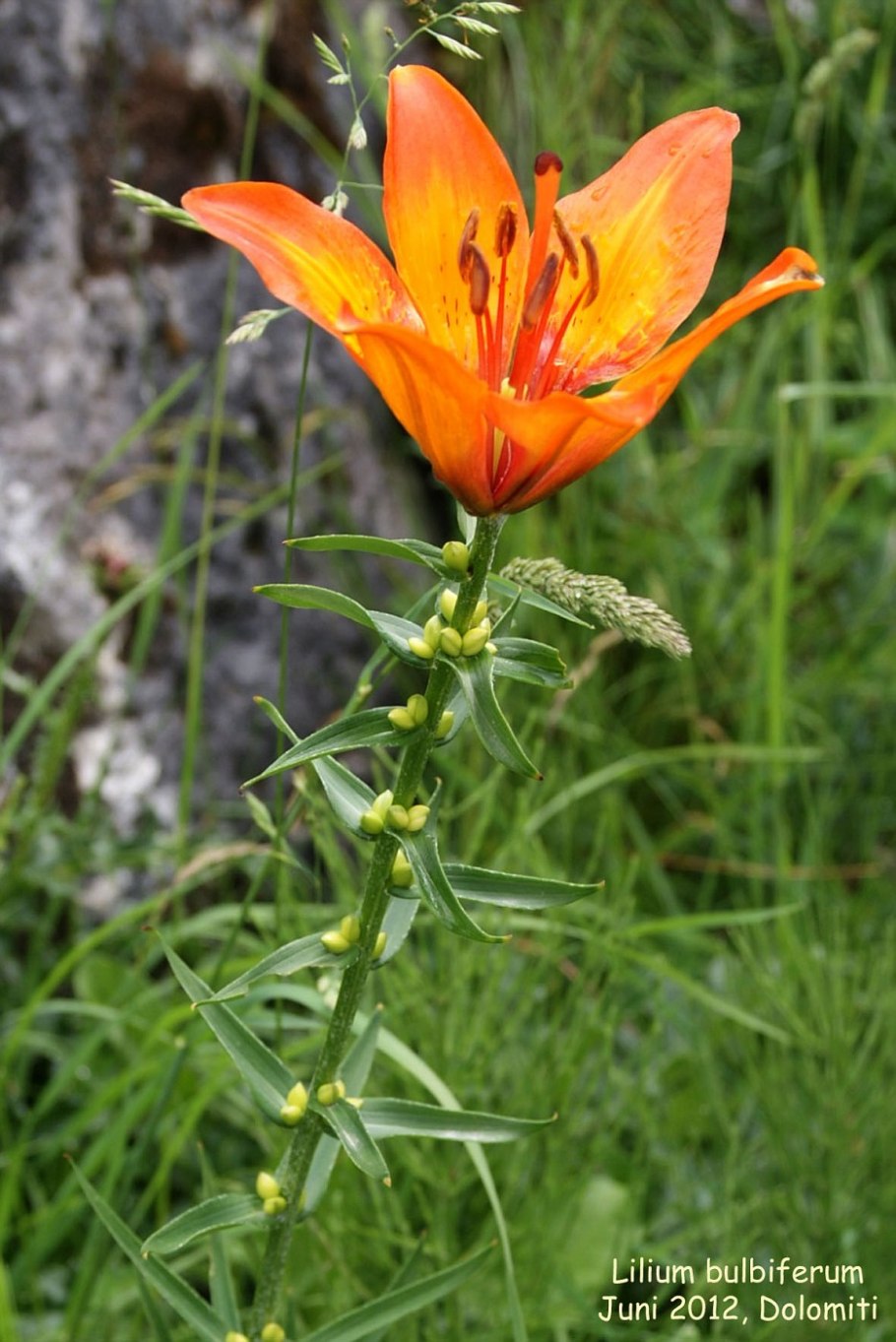 Lilium Red Twin Лилия