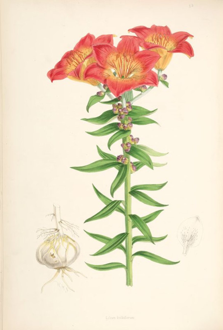 Цветы Lilium bulbiferum