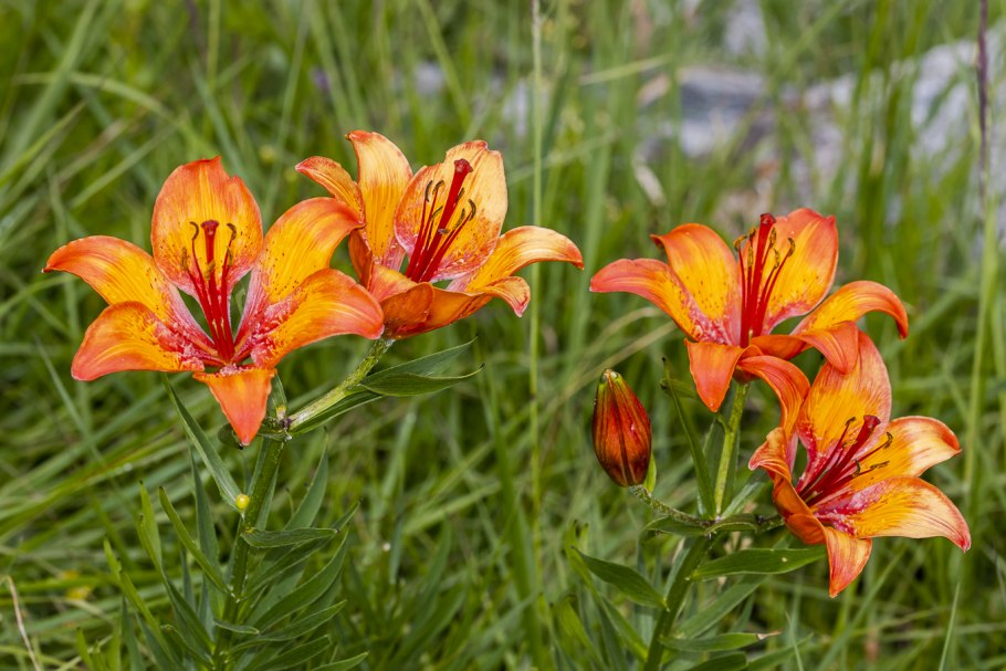 Лилия Садовая оранжевая