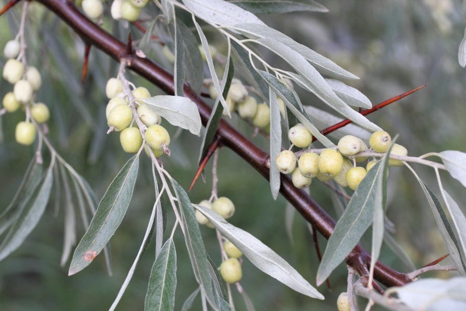 Лох серебристый (Elaeagnus argentea)