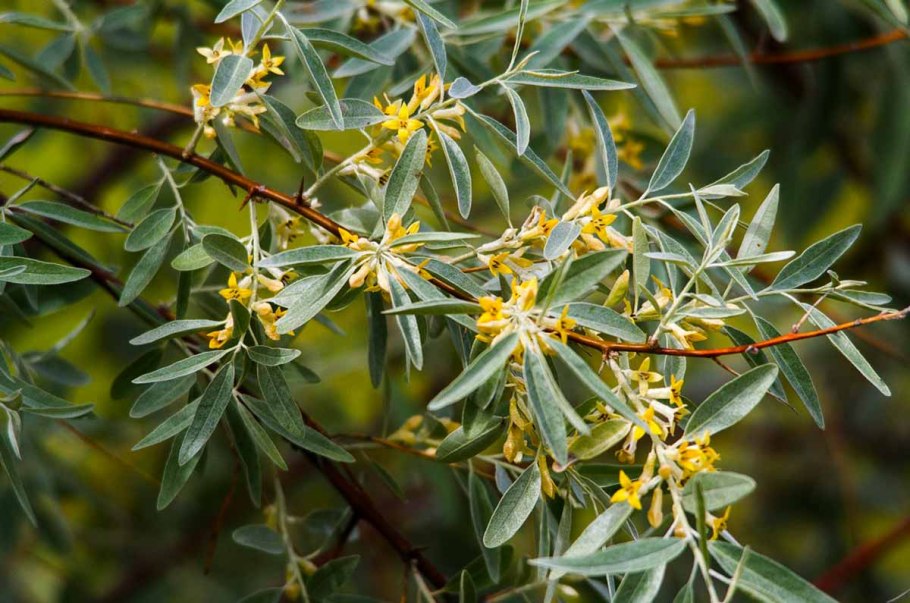 Лох узколистный Ангустифолия