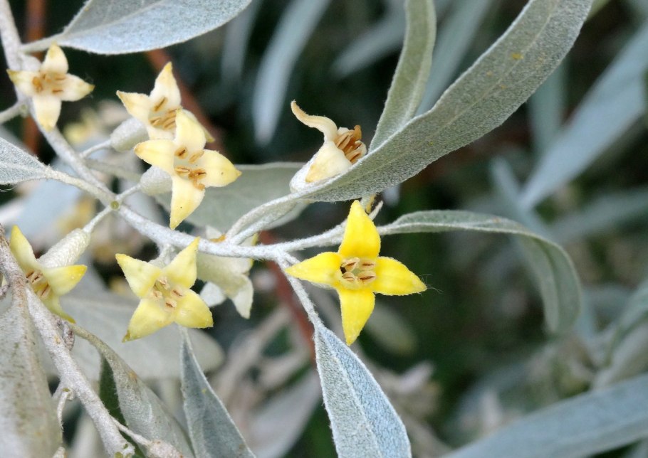 Лох узколистный цветение