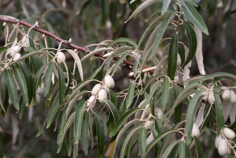 Лох серебристый (Elaeagnus argentea)