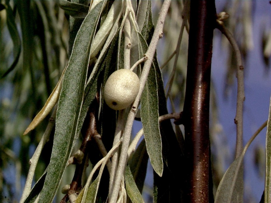 Elaeagnus oxycarpa