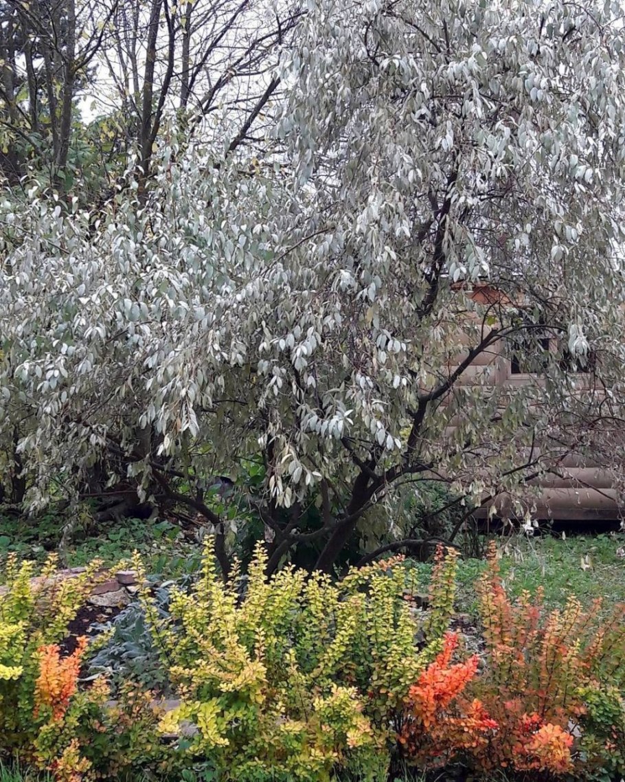 Лох серебристый узколистный