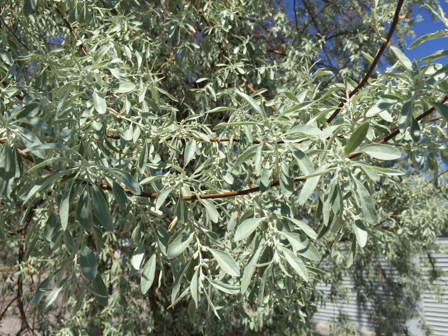 Лох узколистный дикая маслина