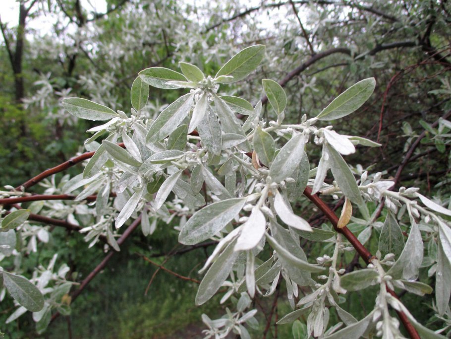 Лох серебристый узколистный
