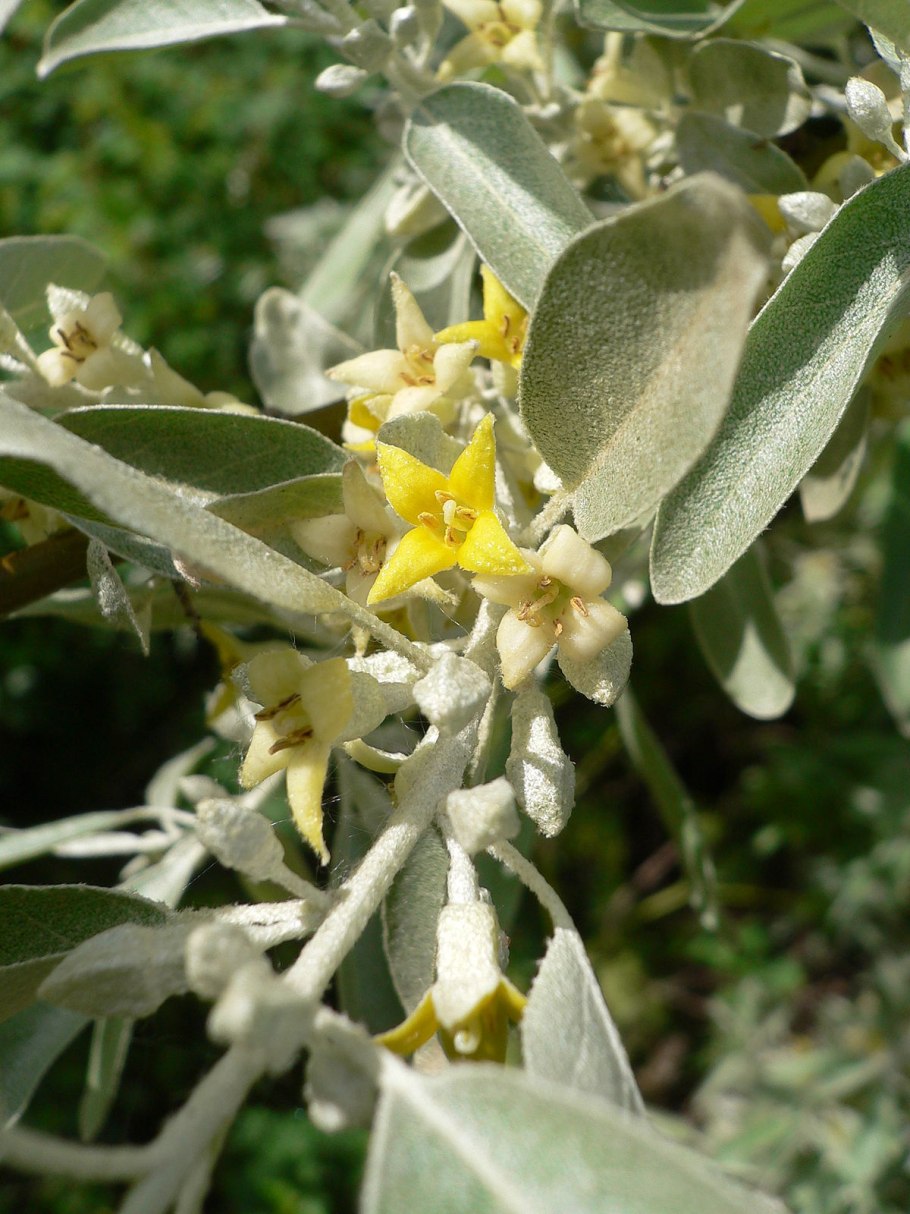 Лох серебристый elaeagnus commutata