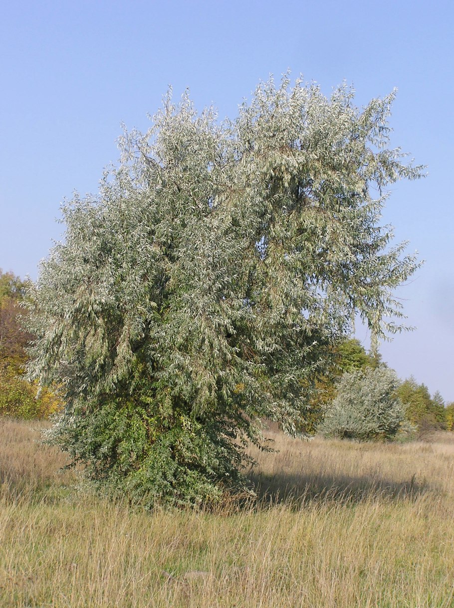 Elaeagnus angustifolia