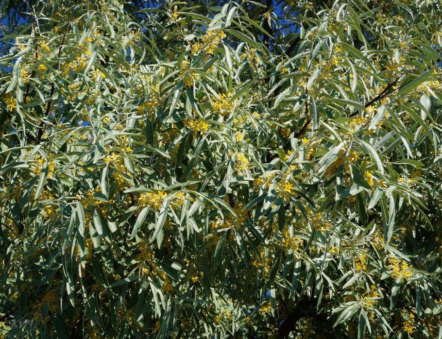 Лох узколистный (Elaeagnus angustifolia l.)
