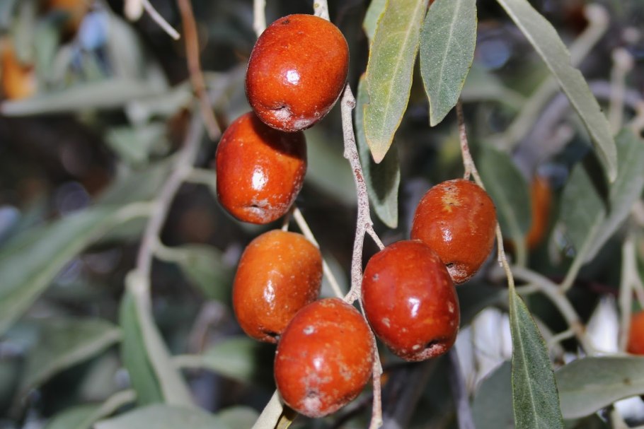 Elaeagnus angustifolia