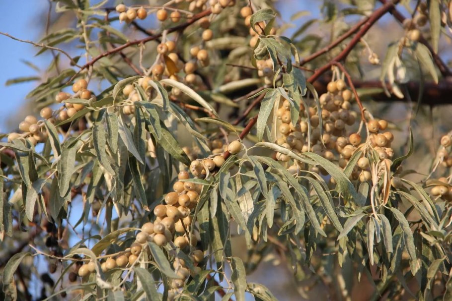Лох узколистный (Elaeagnus angustifolia)