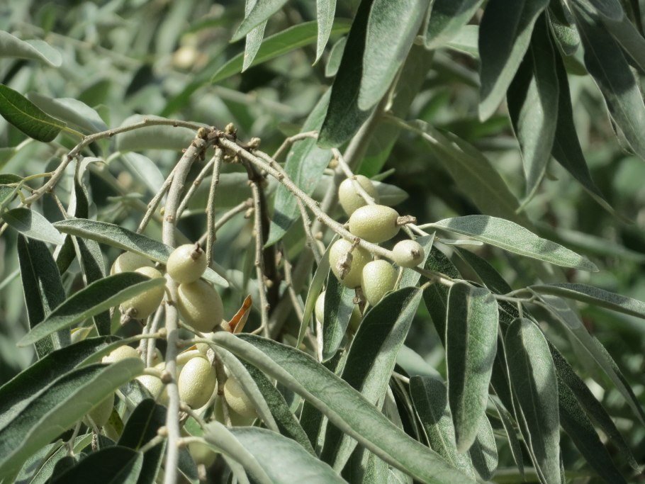 Лох узколистный Джида что это