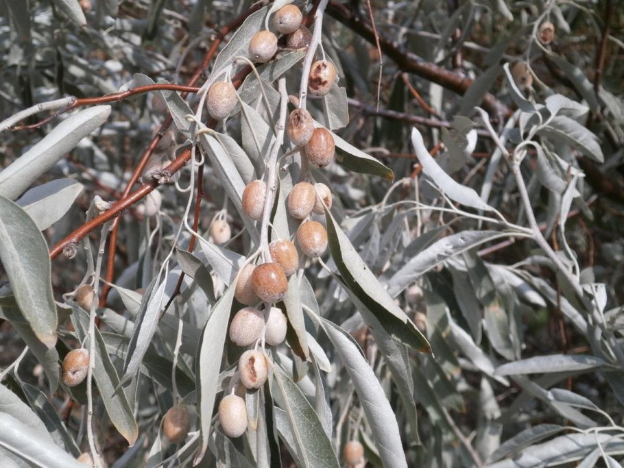 Лох серебристый дикая маслина