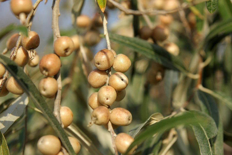 Elaeagnus commutata плод