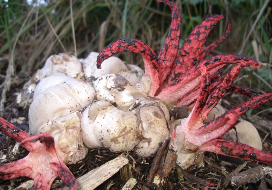 Антурус Арчера (Clathrus archeri)