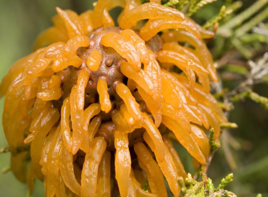 Кедрово-яблочный гниющий гриб / Cedar-Apple Rust fungus