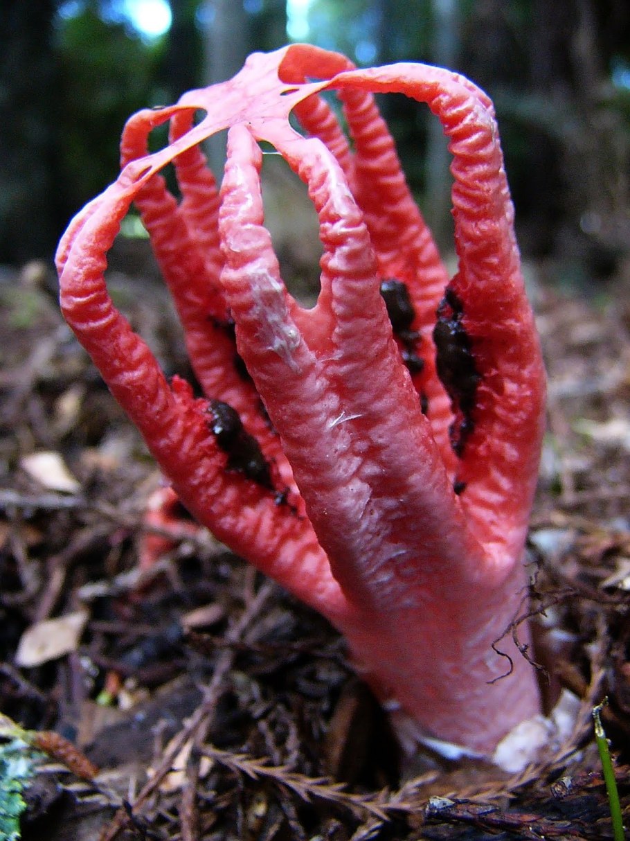 Антурус Арчера (Clathrus archeri)