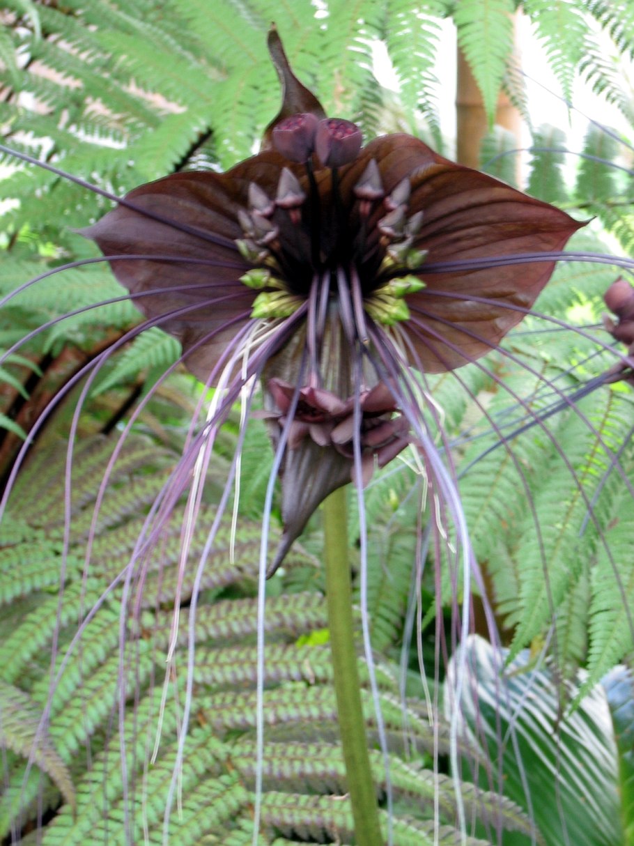Такка Шантрье Tacca chantrieri