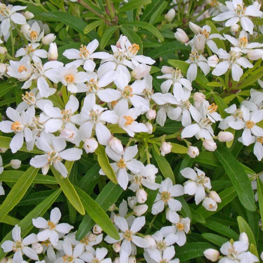 Шуазия Ацтек Перл