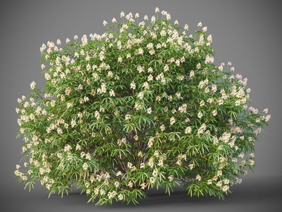 Шуазия Apple Blossom