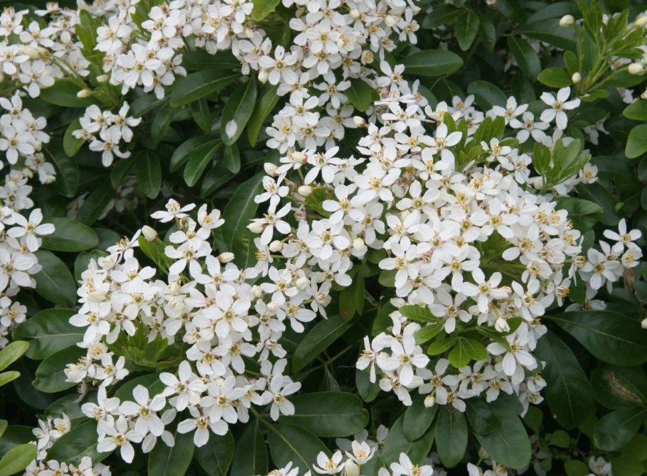 Choisya ternata растение