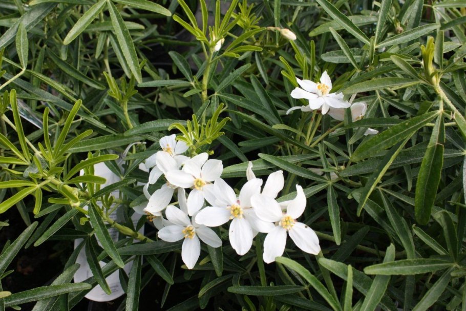 Шуазия растение в горшке