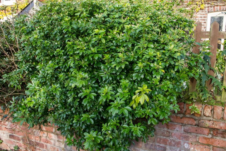 Choisya ternata Aztec Pearl