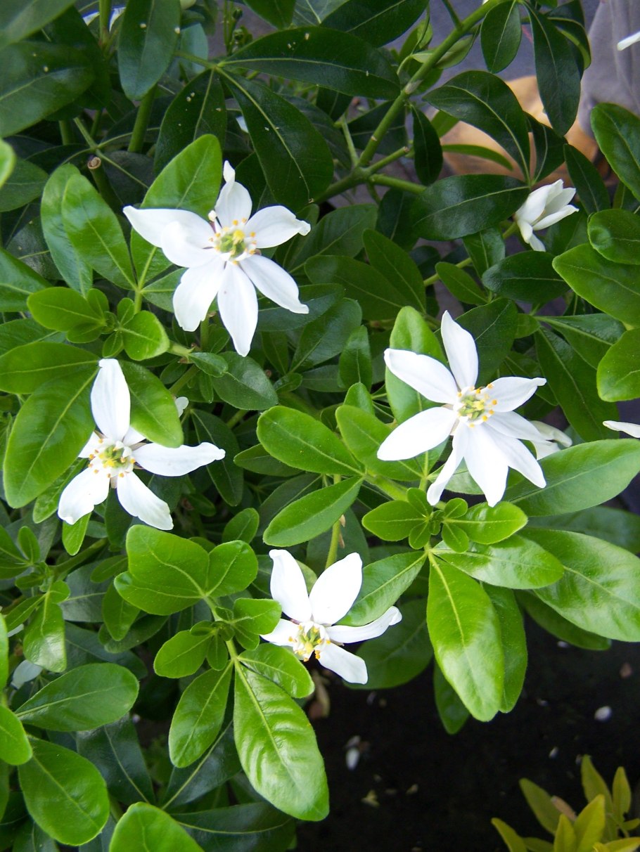 Шуазия растение в горшке