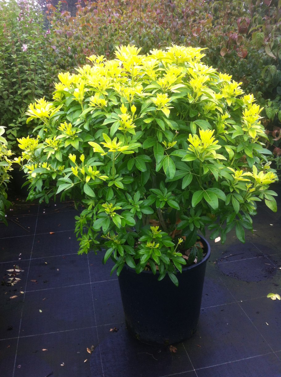 Шуазия мексиканский апельсин Choisya