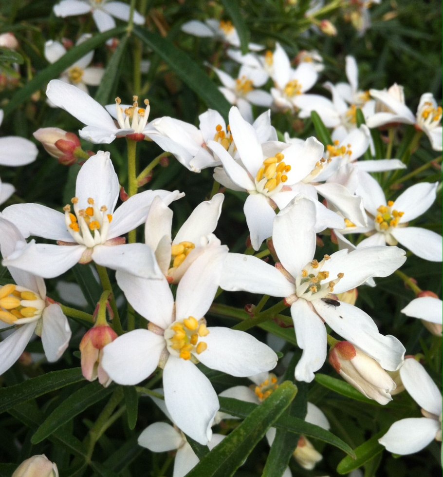 Choisya ternata Aztec Pearl