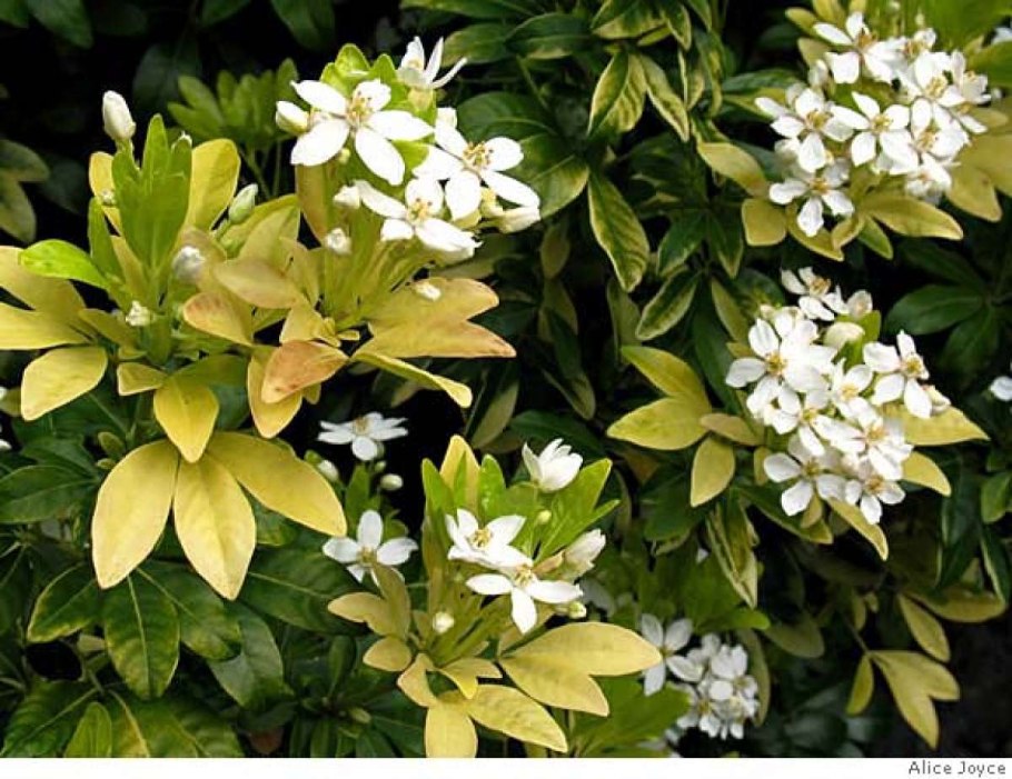 Шуазия тройчатая