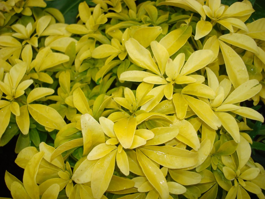 Шуазия тройчатая